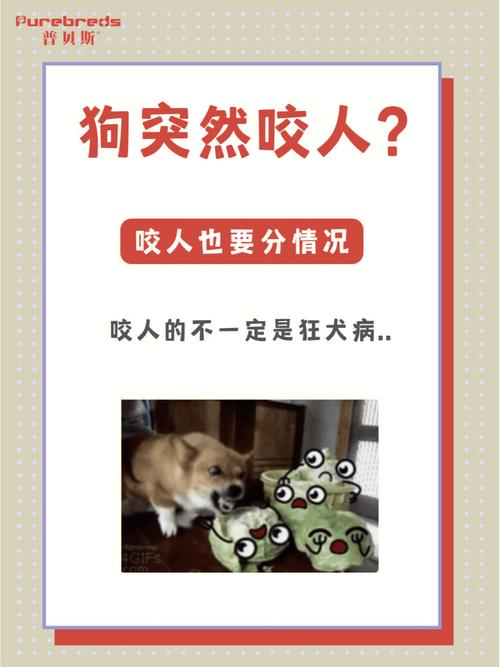 狗狗小常识素材 - 狗狗小课堂-第2张图片-牛逼常识网 狗狗小常识素材 - 狗狗小课堂-第2张图片-牛逼常识网