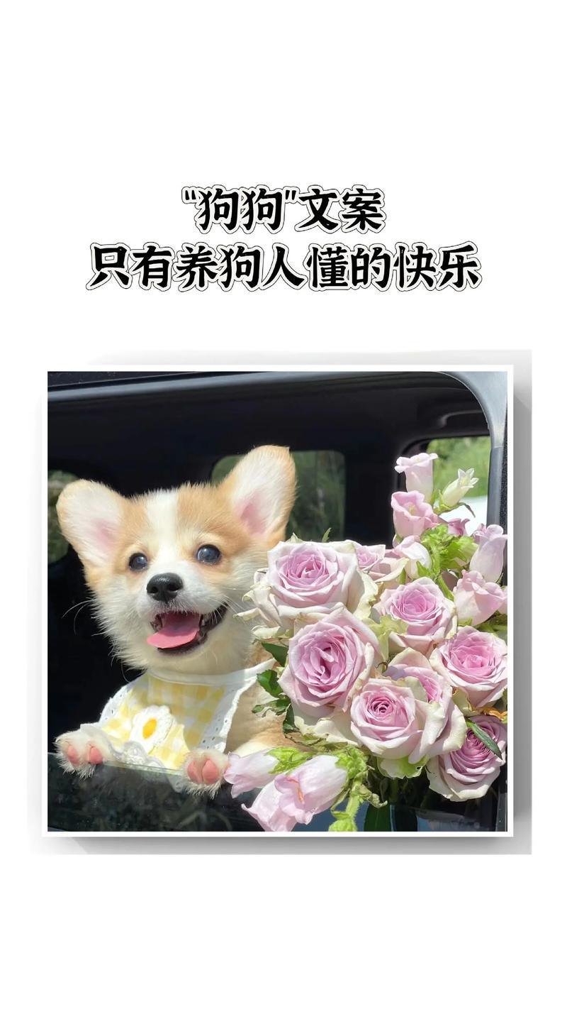 狗狗小常识素材 - 狗狗小课堂-第5张图片-牛逼常识网 狗狗小常识素材 - 狗狗小课堂-第5张图片-牛逼常识网