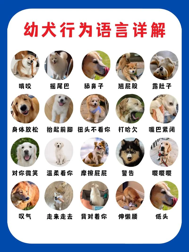 宠物常识大全(宠物常识图片)-第3张图片-牛逼常识网 宠物常识大全(宠物常识图片)-第3张图片-牛逼常识网