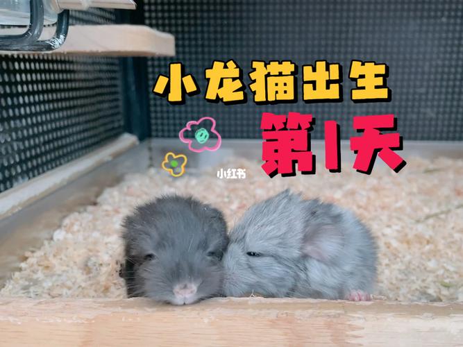 龙猫配对常识(龙猫配种合笼注意事项)-第1张图片-牛逼常识网 龙猫配对常识(龙猫配种合笼注意事项)-第1张图片-牛逼常识网