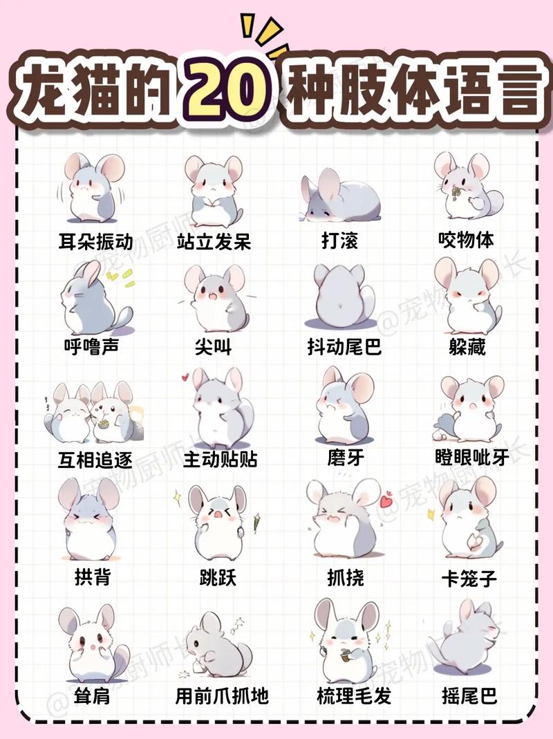 龙猫配对常识(龙猫配种合笼注意事项)-第5张图片-牛逼常识网 龙猫配对常识(龙猫配种合笼注意事项)-第5张图片-牛逼常识网