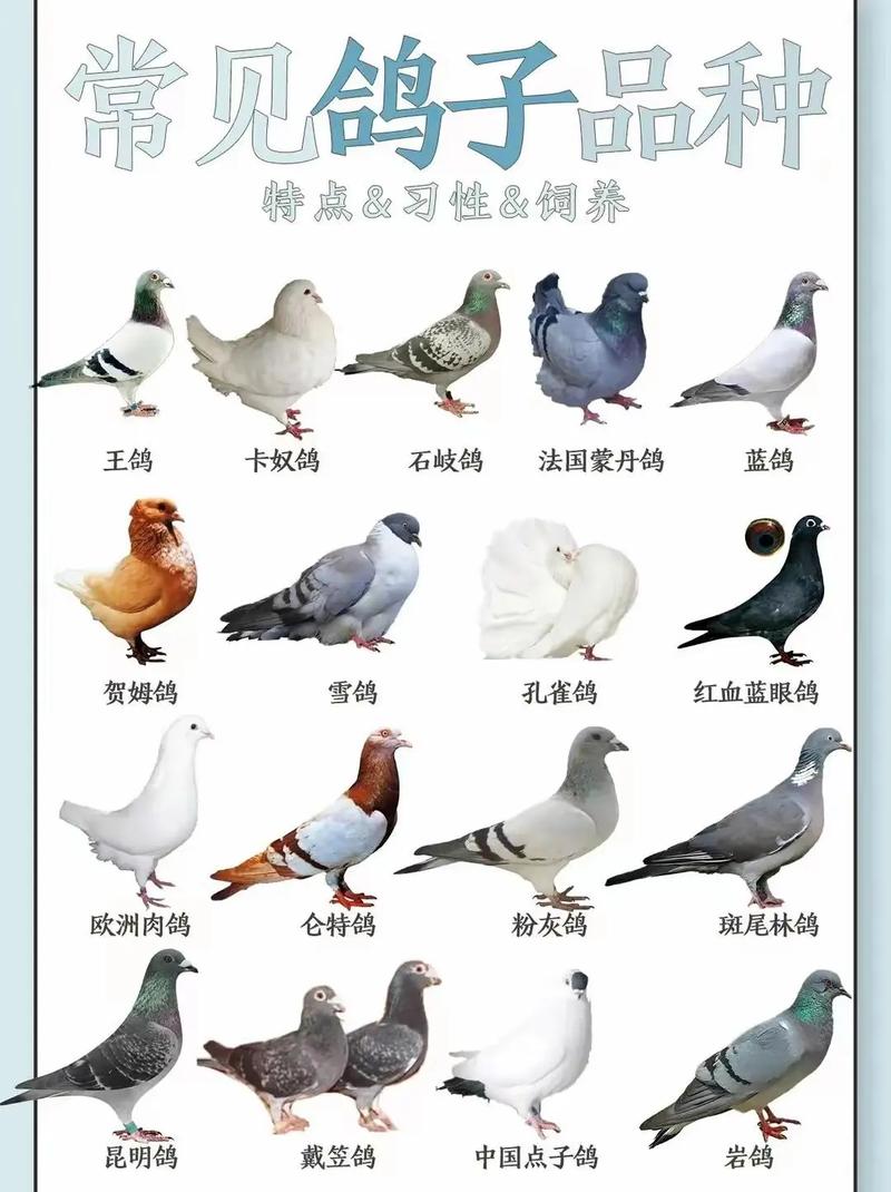 养信鸽的常识 - 信鸽的养殖技术-第2张图片-牛逼常识网 养信鸽的常识 - 信鸽的养殖技术-第2张图片-牛逼常识网