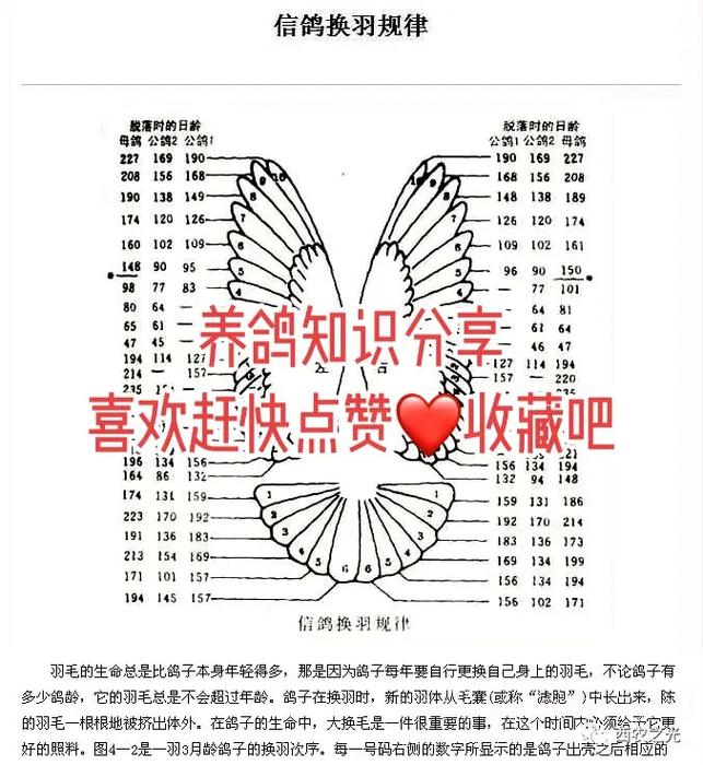 养信鸽的常识 - 信鸽的养殖技术-第4张图片-牛逼常识网 养信鸽的常识 - 信鸽的养殖技术-第4张图片-牛逼常识网