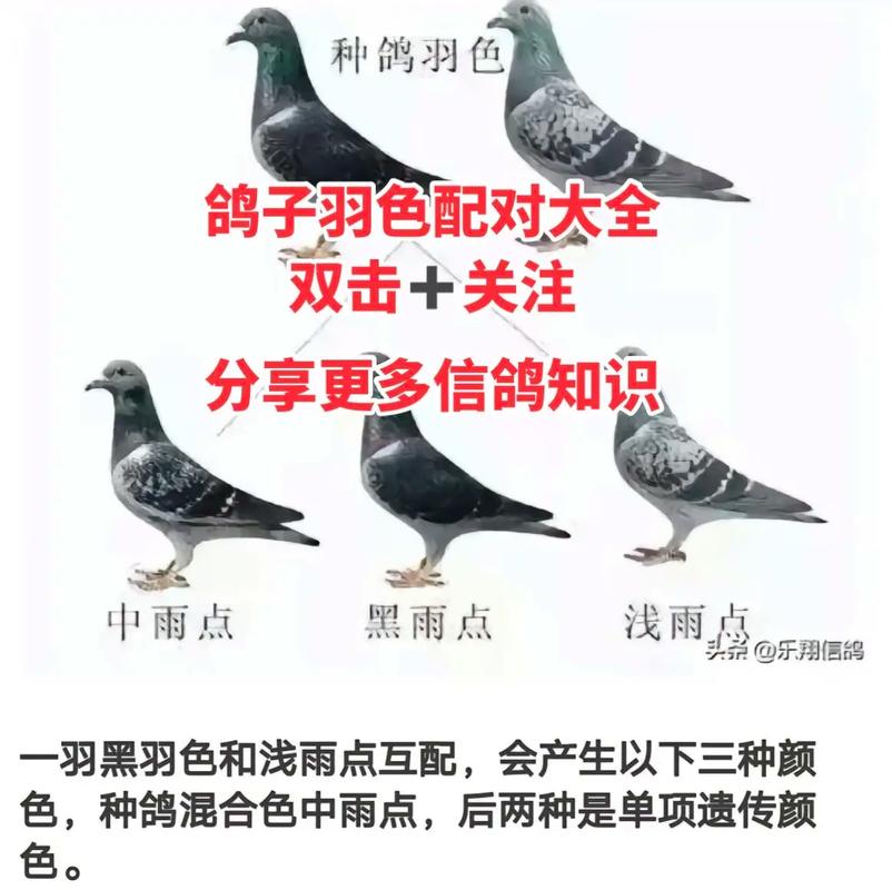 养信鸽的常识 - 信鸽的养殖技术-第5张图片-牛逼常识网 养信鸽的常识 - 信鸽的养殖技术-第5张图片-牛逼常识网