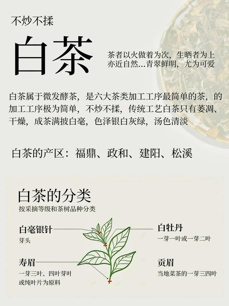 白茶入门常识(如何给大家讲解白茶)-第4张图片-牛逼常识网 白茶入门常识(如何给大家讲解白茶)-第4张图片-牛逼常识网