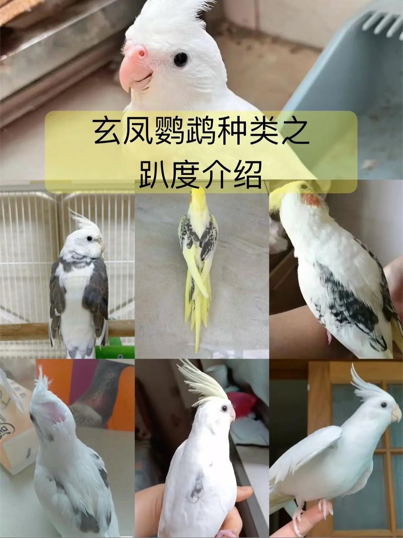 玄风鹦鹉常识(玄风鹦鹉贵不贵)-第1张图片-牛逼常识网 玄风鹦鹉常识(玄风鹦鹉贵不贵)-第1张图片-牛逼常识网