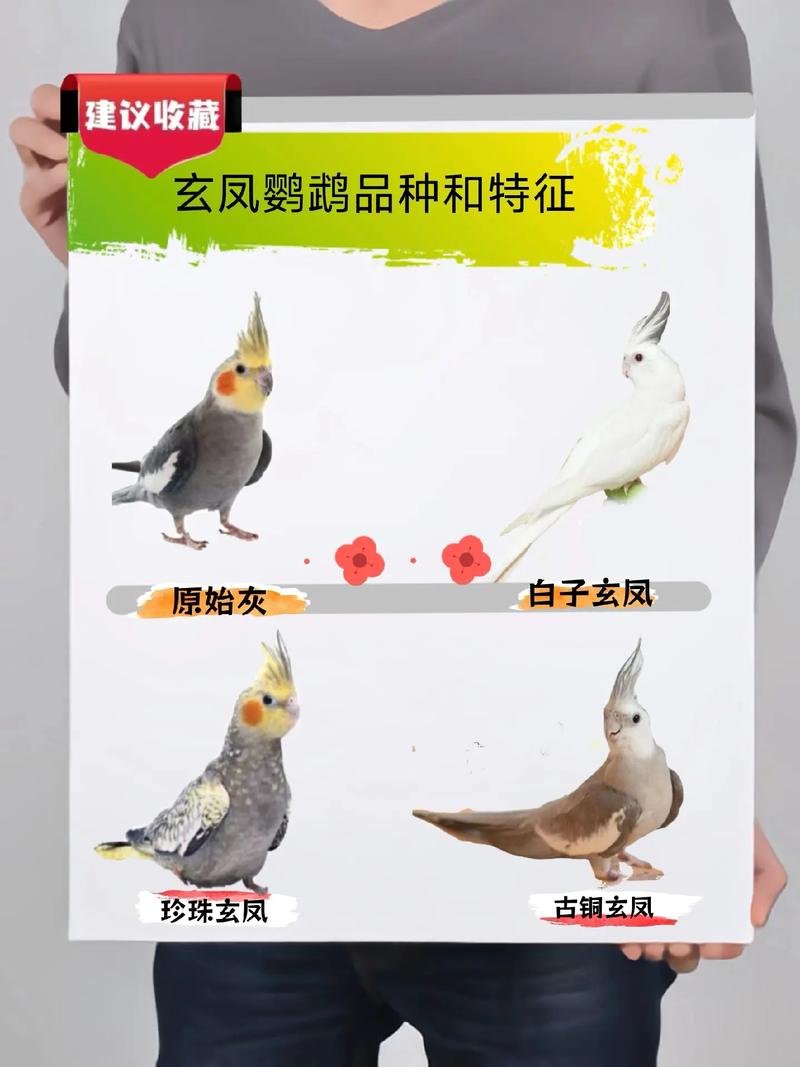 玄风鹦鹉常识(玄风鹦鹉贵不贵)-第3张图片-牛逼常识网 玄风鹦鹉常识(玄风鹦鹉贵不贵)-第3张图片-牛逼常识网