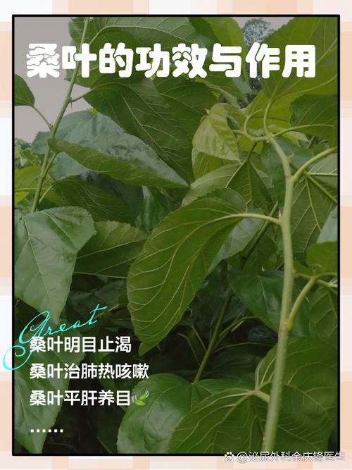 西医常识知乎(西医专业知识)-第1张图片-牛逼常识网 西医常识知乎(西医专业知识)-第1张图片-牛逼常识网