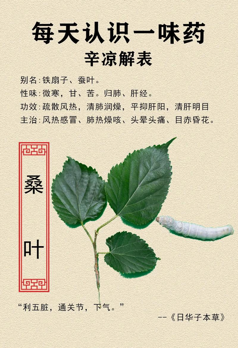 西医常识知乎(西医专业知识)-第2张图片-牛逼常识网 西医常识知乎(西医专业知识)-第2张图片-牛逼常识网