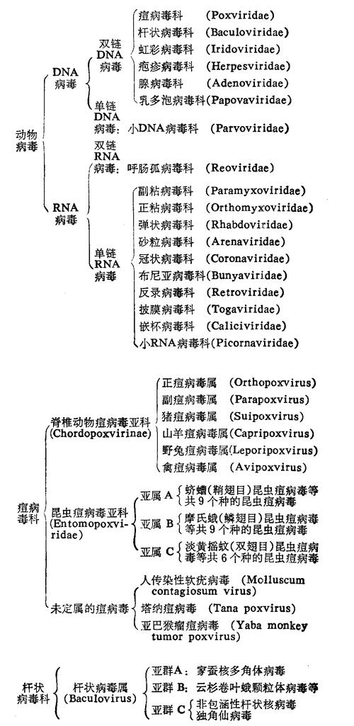 关于病毒常识 - 关于病毒的知识网络图-第5张图片-牛逼常识网 关于病毒常识 - 关于病毒的知识网络图-第5张图片-牛逼常识网