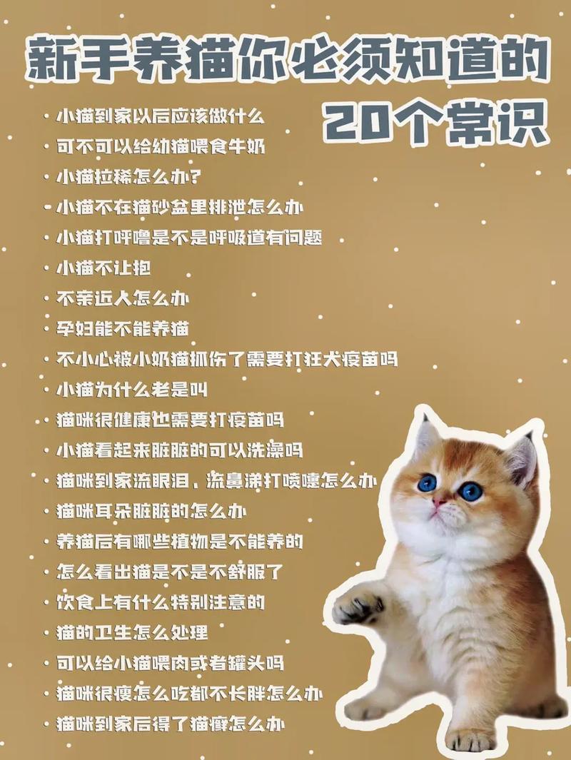 小白养猫常识,养猫小白注意什么-第2张图片-牛逼常识网 小白养猫常识,养猫小白注意什么-第2张图片-牛逼常识网