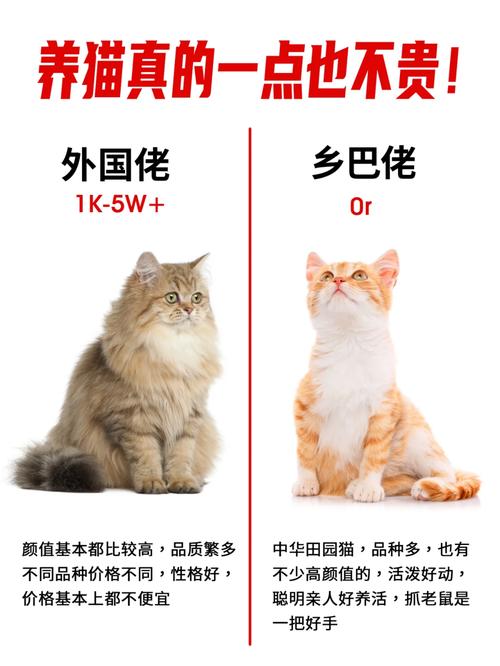 小白养猫常识,养猫小白注意什么-第5张图片-牛逼常识网 小白养猫常识,养猫小白注意什么-第5张图片-牛逼常识网