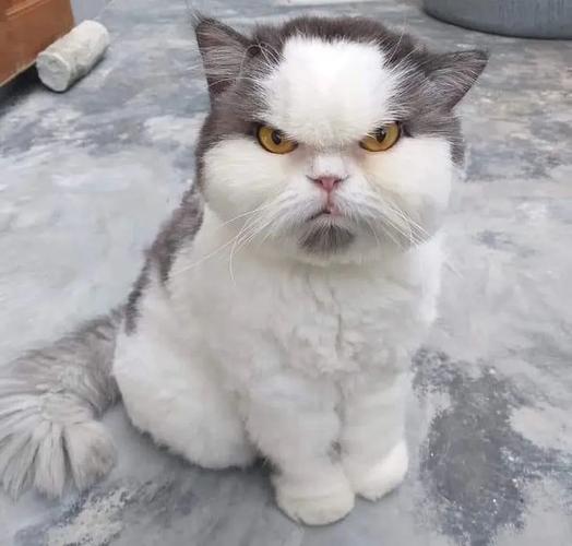 小白养猫常识,养猫小白注意什么-第6张图片-牛逼常识网 小白养猫常识,养猫小白注意什么-第6张图片-牛逼常识网