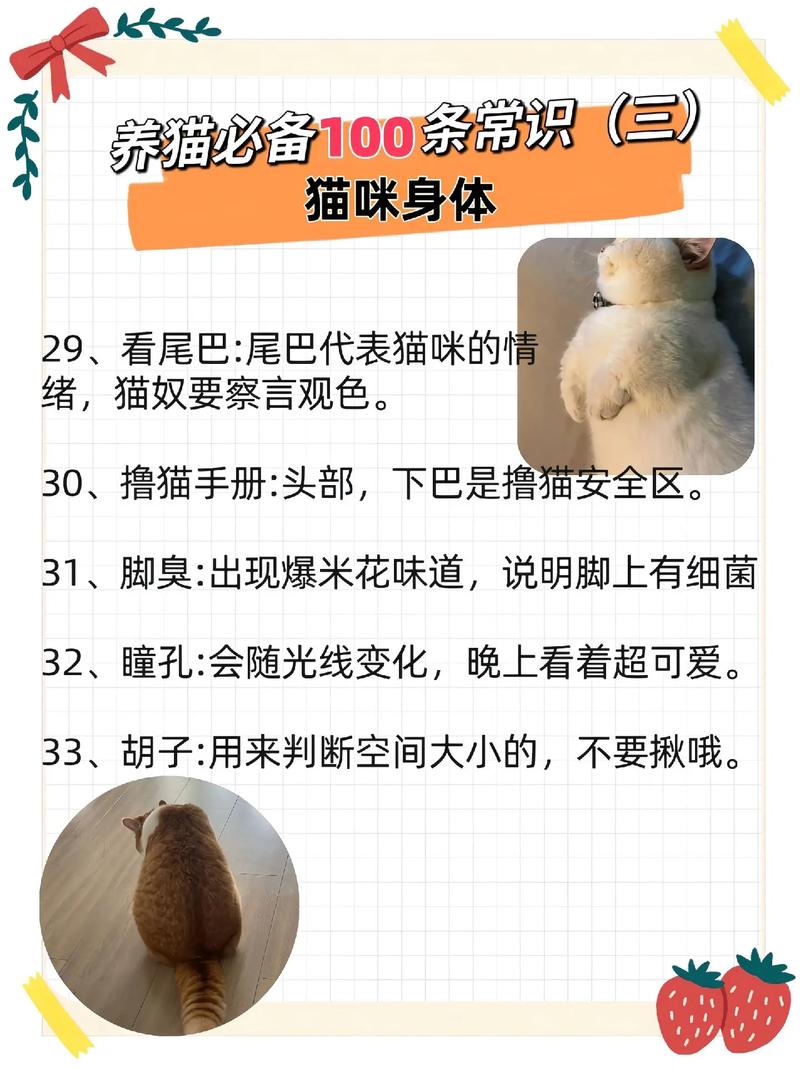 小白养猫常识,养猫小白注意什么-第7张图片-牛逼常识网 小白养猫常识,养猫小白注意什么-第7张图片-牛逼常识网
