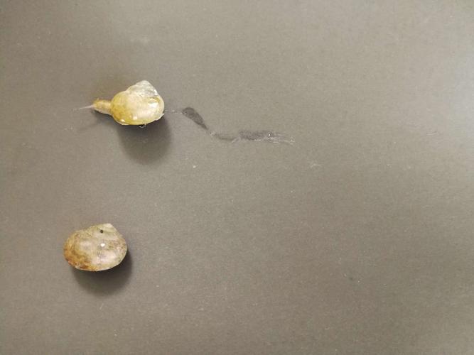 蜗牛科学常识(蜗牛科普知识)-第1张图片-牛逼常识网 蜗牛科学常识(蜗牛科普知识)-第1张图片-牛逼常识网