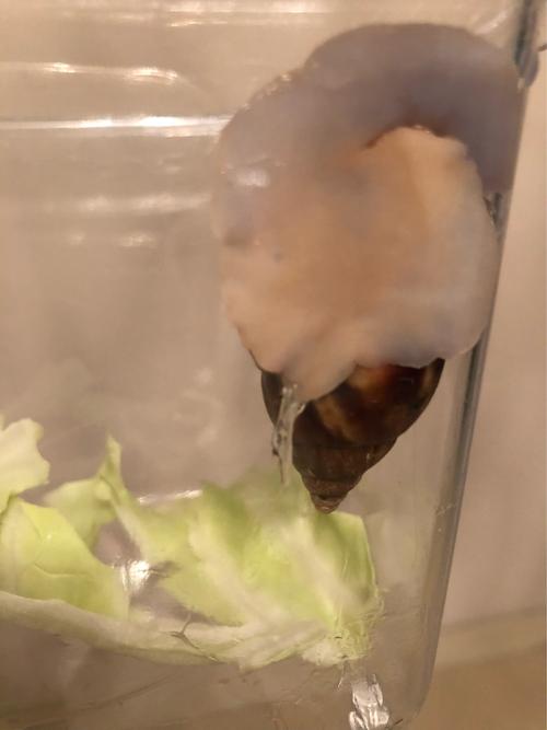 蜗牛科学常识(蜗牛科普知识)-第4张图片-牛逼常识网 蜗牛科学常识(蜗牛科普知识)-第4张图片-牛逼常识网