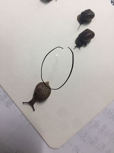 蜗牛科学常识(蜗牛科普知识)-第5张图片-牛逼常识网 蜗牛科学常识(蜗牛科普知识)-第5张图片-牛逼常识网