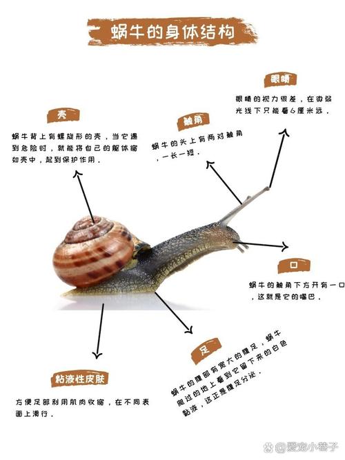 蜗牛科学常识(蜗牛科普知识)-第6张图片-牛逼常识网 蜗牛科学常识(蜗牛科普知识)-第6张图片-牛逼常识网