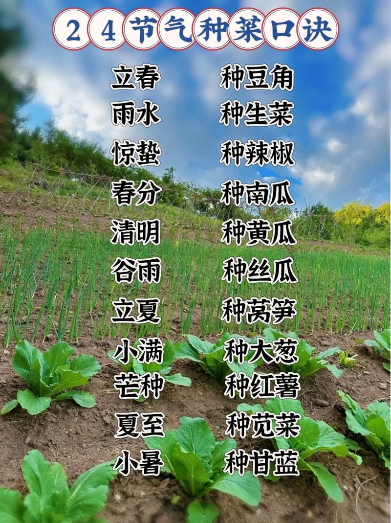 种菜生活常识(种菜生活常识怎么写)-第2张图片-牛逼常识网 种菜生活常识(种菜生活常识怎么写)-第2张图片-牛逼常识网