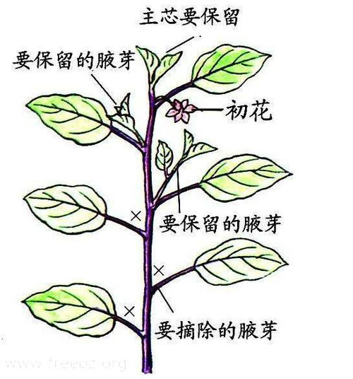 种菜生活常识(种菜生活常识怎么写)-第5张图片-牛逼常识网 种菜生活常识(种菜生活常识怎么写)-第5张图片-牛逼常识网