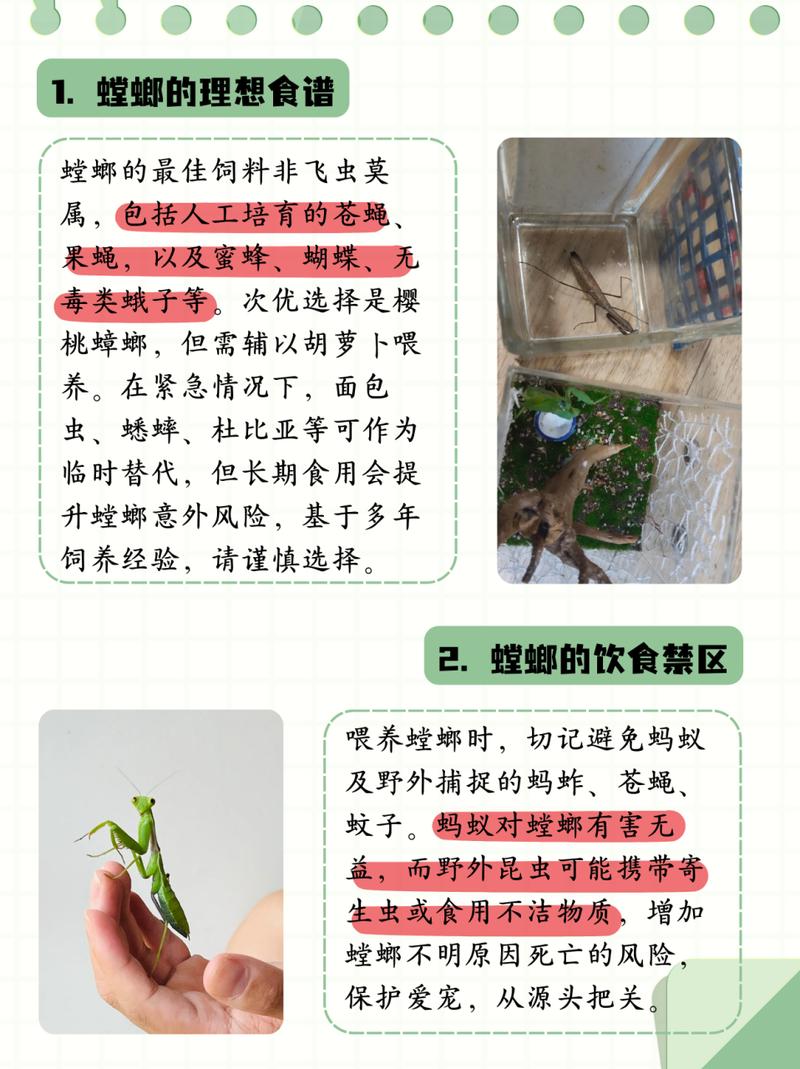非洲蝗虫常识(非洲蝗虫百度百科)-第5张图片-牛逼常识网 非洲蝗虫常识(非洲蝗虫百度百科)-第5张图片-牛逼常识网