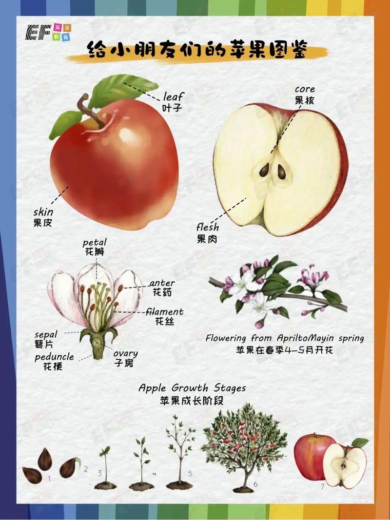 水果常识大全集,70种水果常识大全名字-第5张图片-牛逼常识网 水果常识大全集,70种水果常识大全名字-第5张图片-牛逼常识网