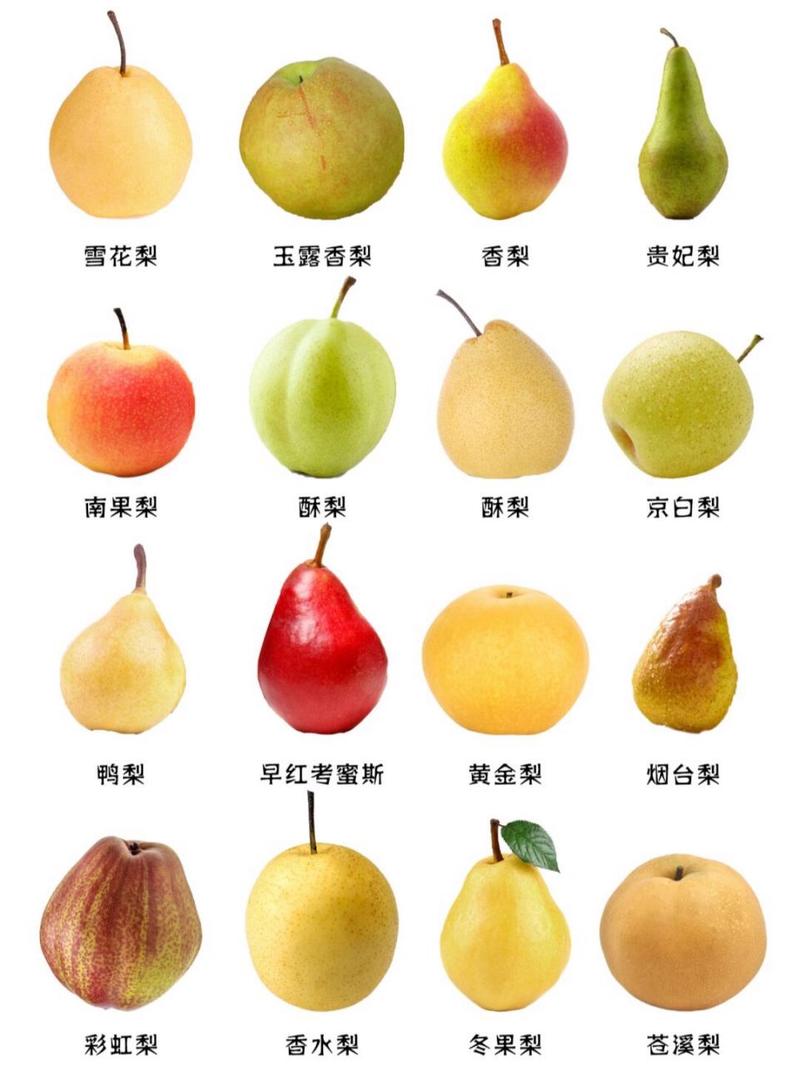梨的健康常识,梨营养知识-第7张图片-牛逼常识网 梨的健康常识,梨营养知识-第7张图片-牛逼常识网