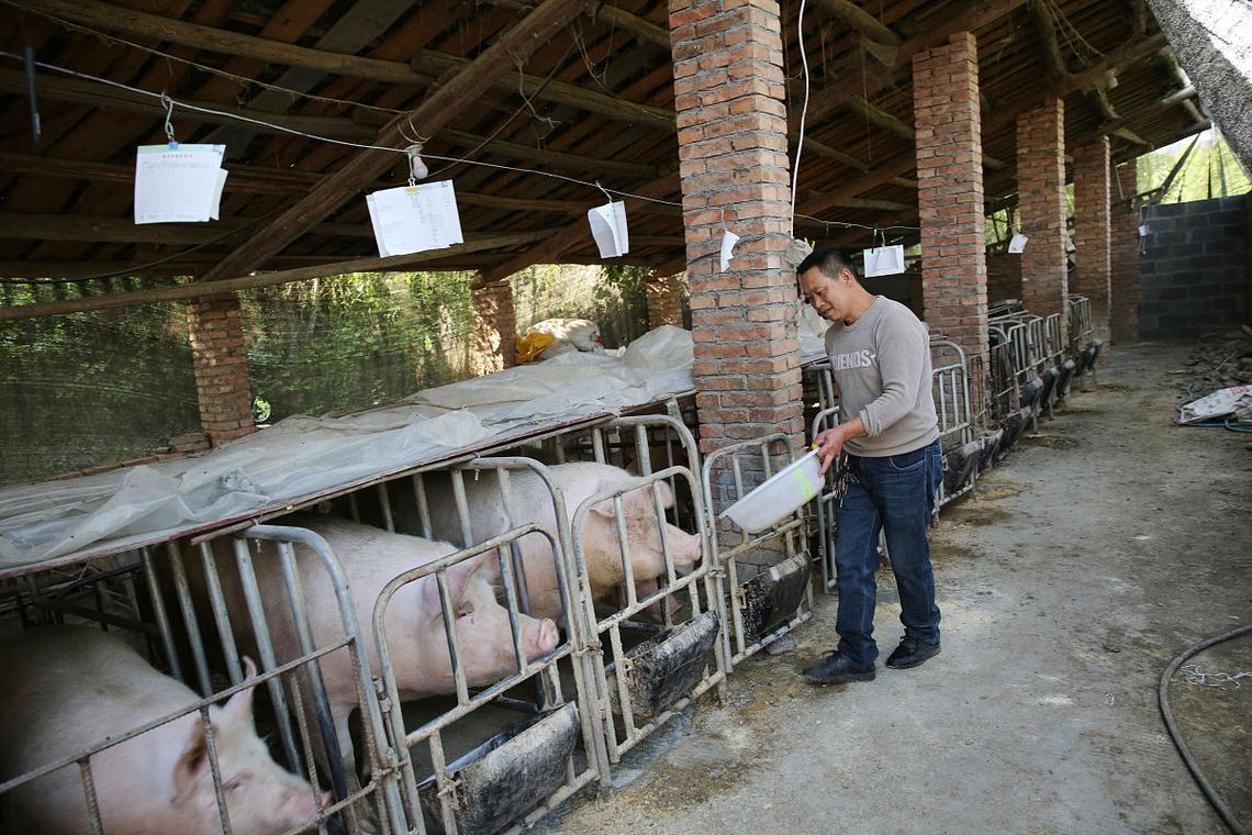 肉猪养殖常识,肉猪养殖常识培训-第8张图片-牛逼常识网 肉猪养殖常识,肉猪养殖常识培训-第8张图片-牛逼常识网