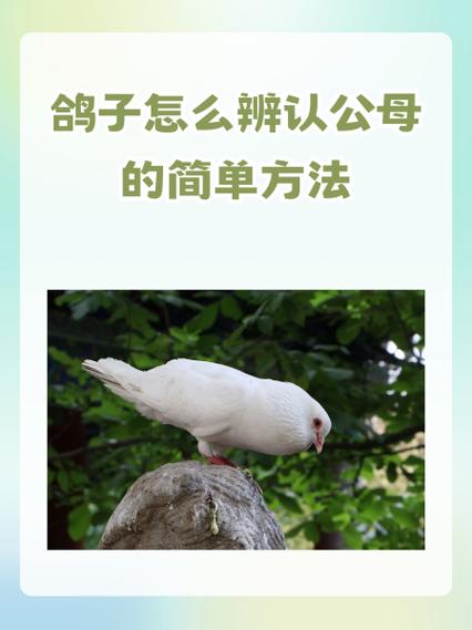 种鸽配对常识,种鸽配对知识-第4张图片-牛逼常识网 种鸽配对常识,种鸽配对知识-第4张图片-牛逼常识网
