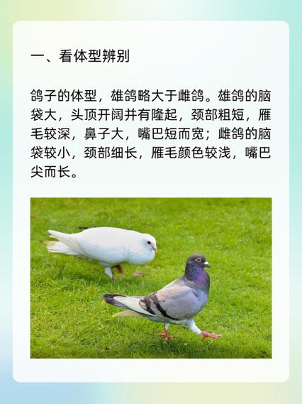 种鸽配对常识,种鸽配对知识-第8张图片-牛逼常识网 种鸽配对常识,种鸽配对知识-第8张图片-牛逼常识网