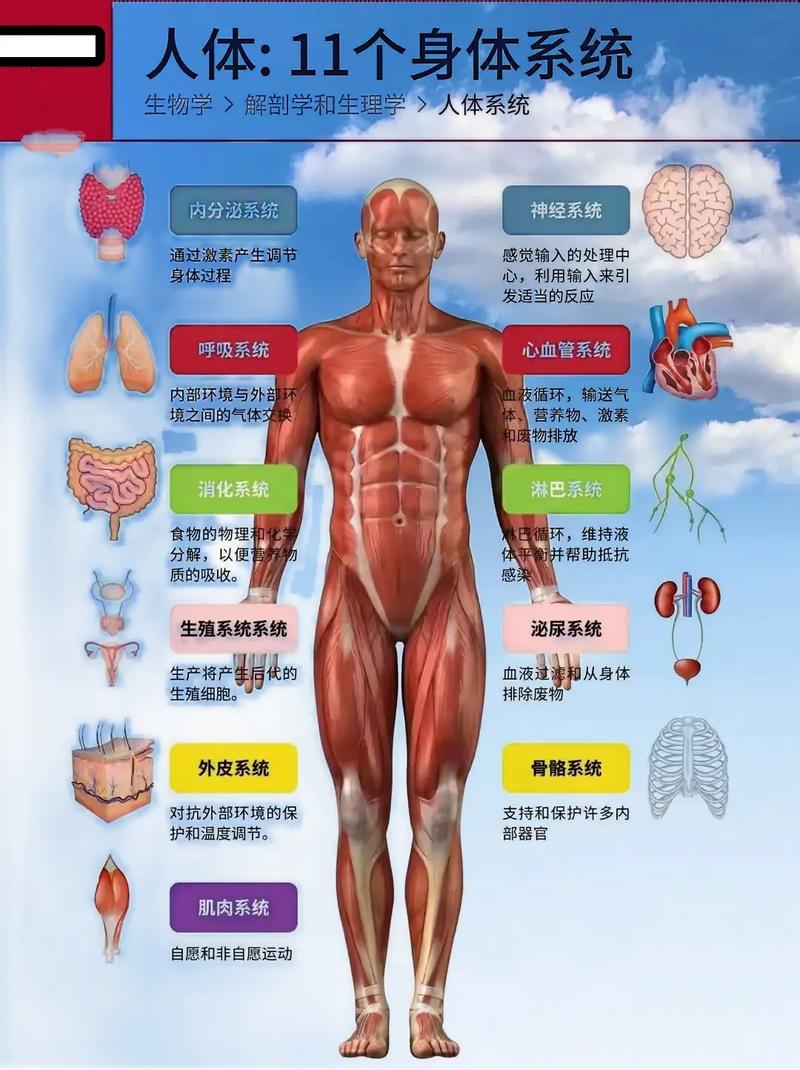 人体生物常识科普,人体生物学常识-第4张图片-牛逼常识网 人体生物常识科普,人体生物学常识-第4张图片-牛逼常识网