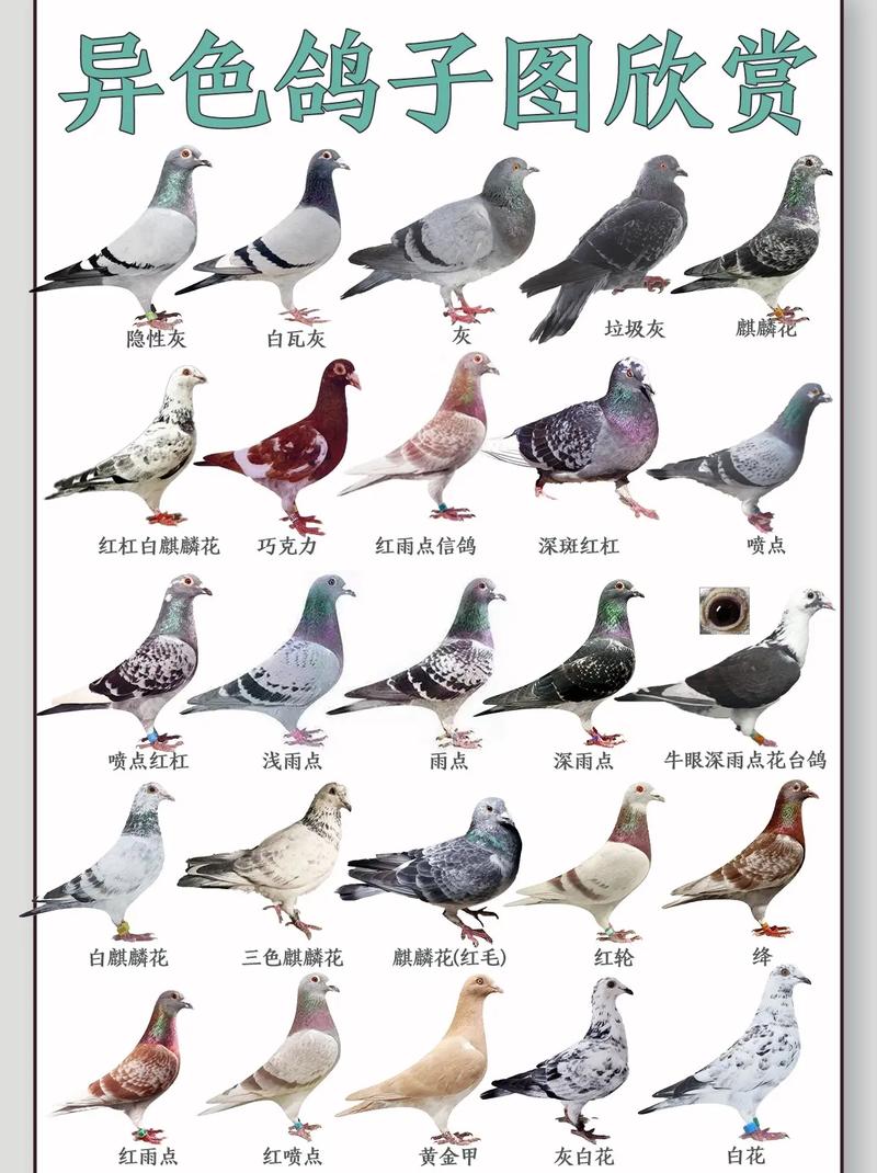 怎样保护鸟类的常识,应该如何保护鸟儿呢?-第4张图片-牛逼常识网 怎样保护鸟类的常识,应该如何保护鸟儿呢?-第4张图片-牛逼常识网