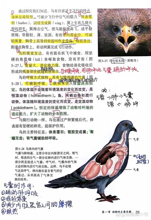 怎样保护鸟类的常识,应该如何保护鸟儿呢?-第7张图片-牛逼常识网 怎样保护鸟类的常识,应该如何保护鸟儿呢?-第7张图片-牛逼常识网
