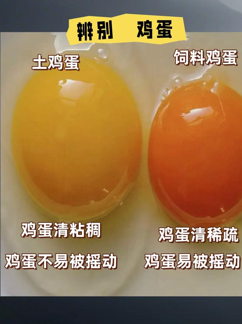 土鸡蛋的常识(土鸡蛋的种类)-第1张图片-牛逼常识网 土鸡蛋的常识(土鸡蛋的种类)-第1张图片-牛逼常识网