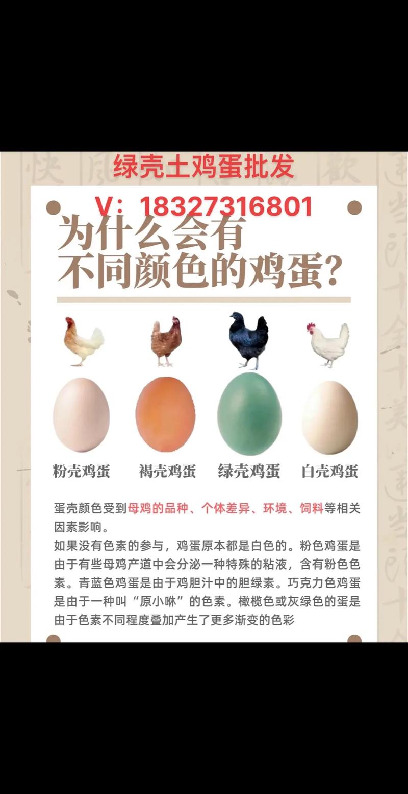土鸡蛋的常识(土鸡蛋的种类)-第3张图片-牛逼常识网 土鸡蛋的常识(土鸡蛋的种类)-第3张图片-牛逼常识网