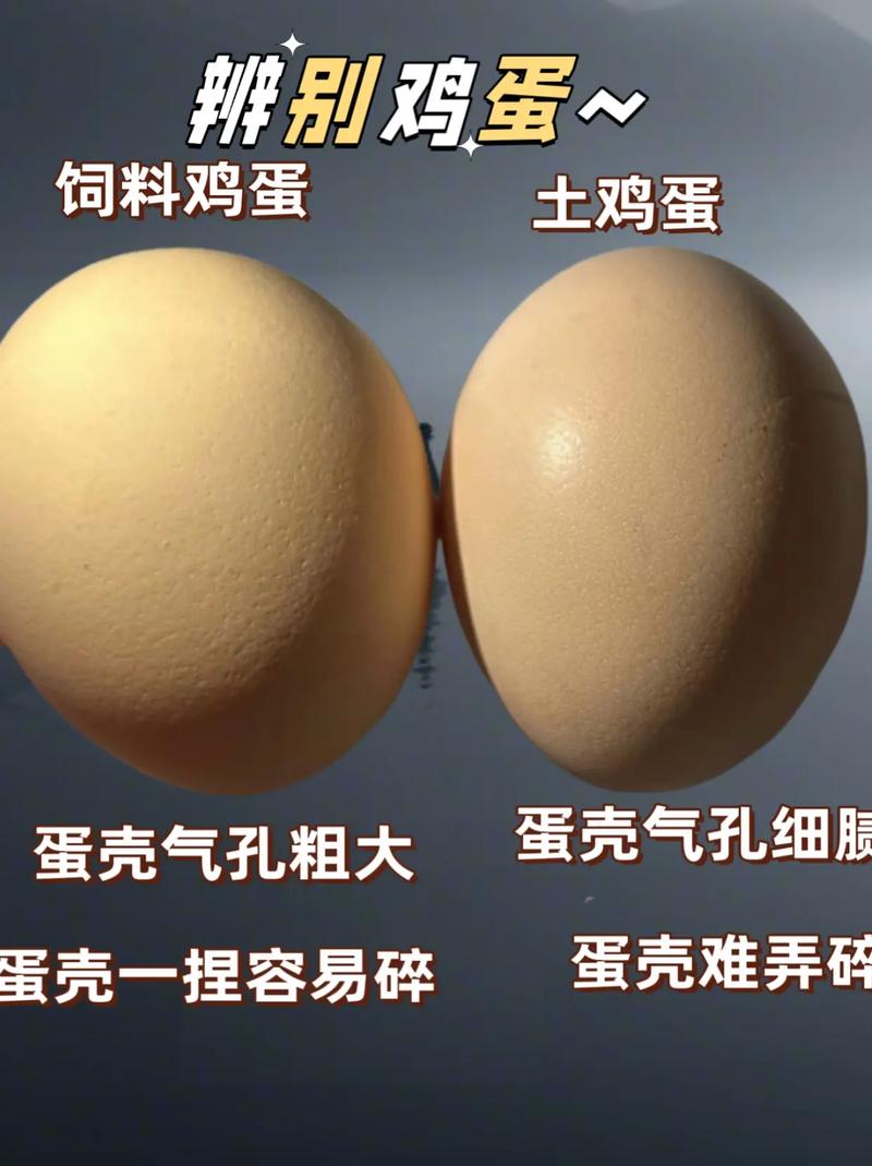 土鸡蛋的常识(土鸡蛋的种类)-第4张图片-牛逼常识网 土鸡蛋的常识(土鸡蛋的种类)-第4张图片-牛逼常识网