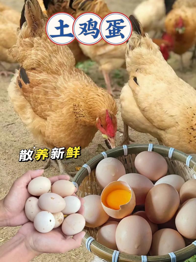 土鸡蛋的常识(土鸡蛋的种类)-第5张图片-牛逼常识网 土鸡蛋的常识(土鸡蛋的种类)-第5张图片-牛逼常识网