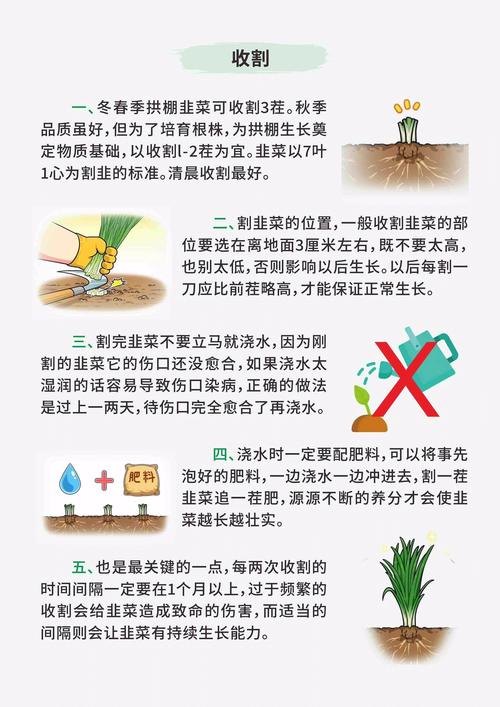 生活常识韭菜(韭菜相关知识)-第1张图片-牛逼常识网 生活常识韭菜(韭菜相关知识)-第1张图片-牛逼常识网