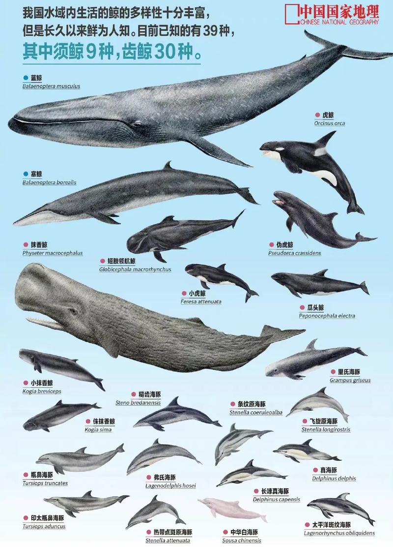 海象生活常识,海象的生活特点-第4张图片-牛逼常识网 海象生活常识,海象的生活特点-第4张图片-牛逼常识网