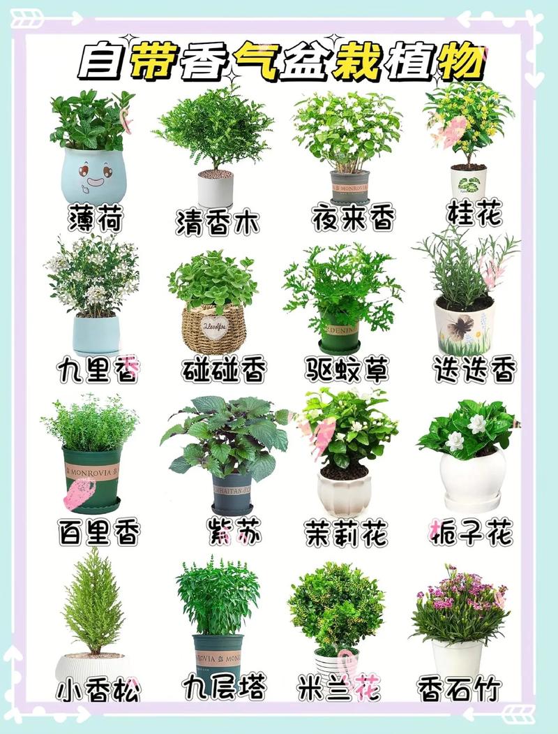 植物的几大常识(植物的几大常识是什么)-第2张图片-牛逼常识网 植物的几大常识(植物的几大常识是什么)-第2张图片-牛逼常识网