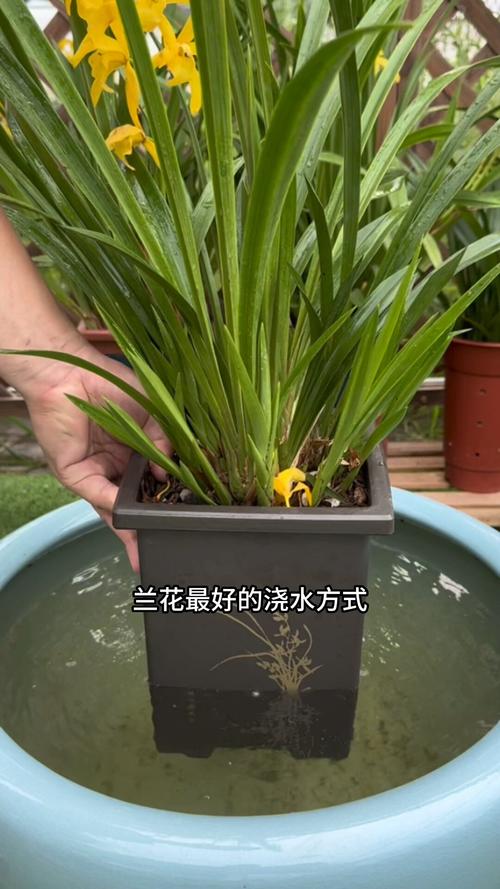 种兰花小常识(种兰花口诀)-第1张图片-牛逼常识网 种兰花小常识(种兰花口诀)-第1张图片-牛逼常识网