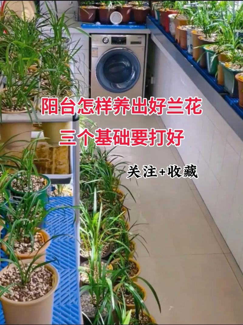 种兰花小常识(种兰花口诀)-第2张图片-牛逼常识网 种兰花小常识(种兰花口诀)-第2张图片-牛逼常识网