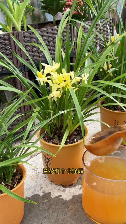 种兰花小常识(种兰花口诀)-第3张图片-牛逼常识网 种兰花小常识(种兰花口诀)-第3张图片-牛逼常识网