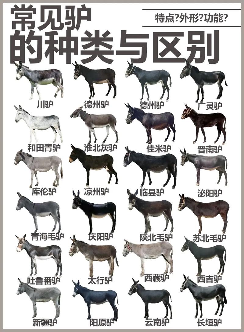 畜牧行业常识,畜牧基础知识大全-第5张图片-牛逼常识网 畜牧行业常识,畜牧基础知识大全-第5张图片-牛逼常识网