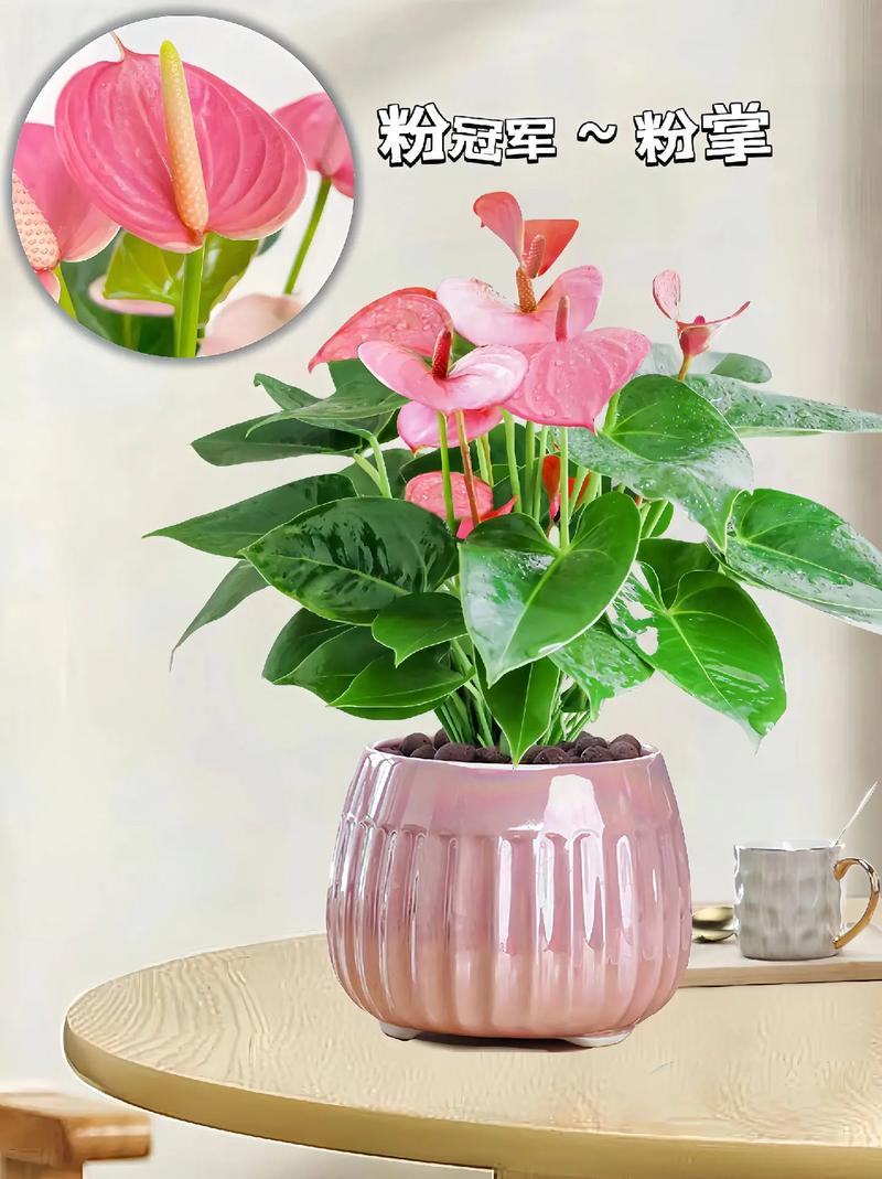白鹅掌花的水养常识 - 白掌鹅花开败后怎么修剪-第2张图片-牛逼常识网 白鹅掌花的水养常识 - 白掌鹅花开败后怎么修剪-第2张图片-牛逼常识网