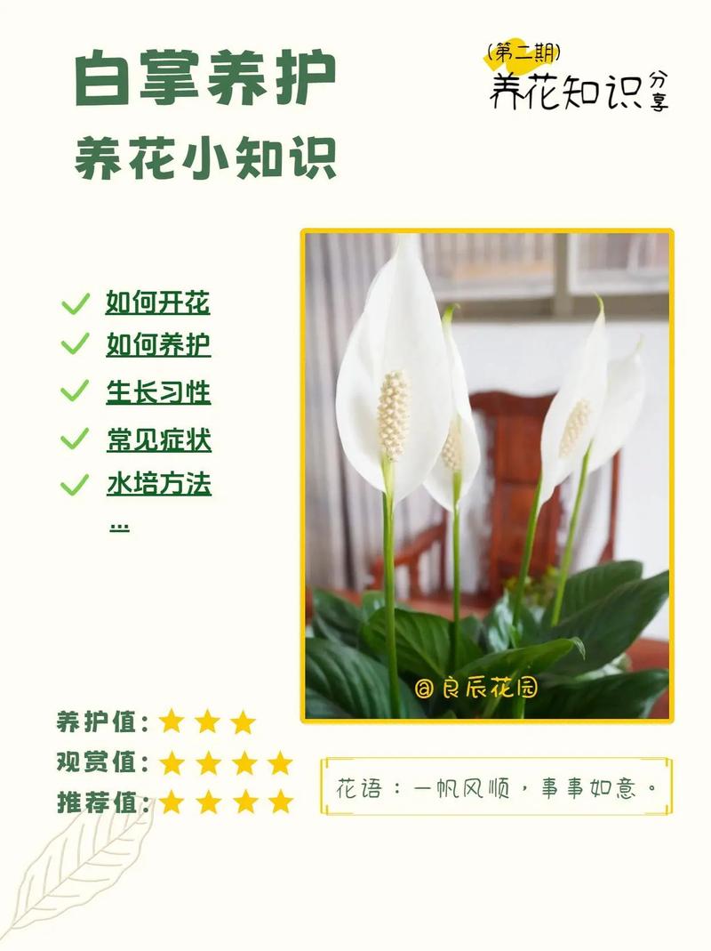 白鹅掌花的水养常识 - 白掌鹅花开败后怎么修剪-第3张图片-牛逼常识网 白鹅掌花的水养常识 - 白掌鹅花开败后怎么修剪-第3张图片-牛逼常识网