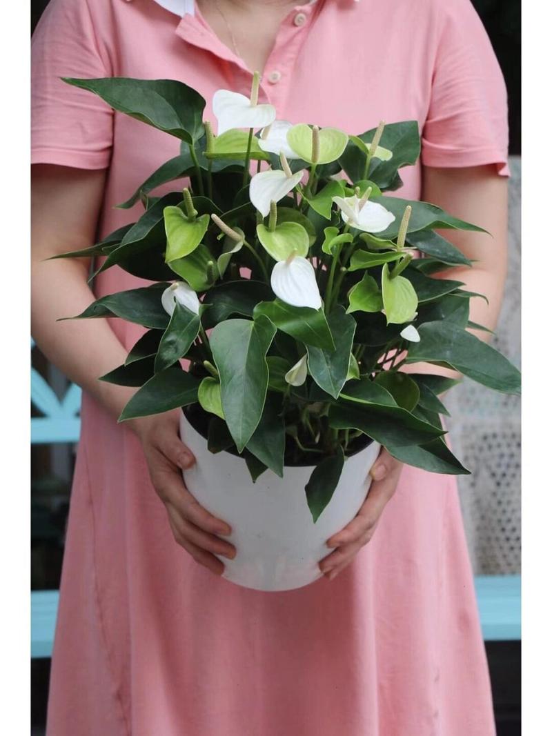 白鹅掌花的水养常识 - 白掌鹅花开败后怎么修剪-第4张图片-牛逼常识网 白鹅掌花的水养常识 - 白掌鹅花开败后怎么修剪-第4张图片-牛逼常识网