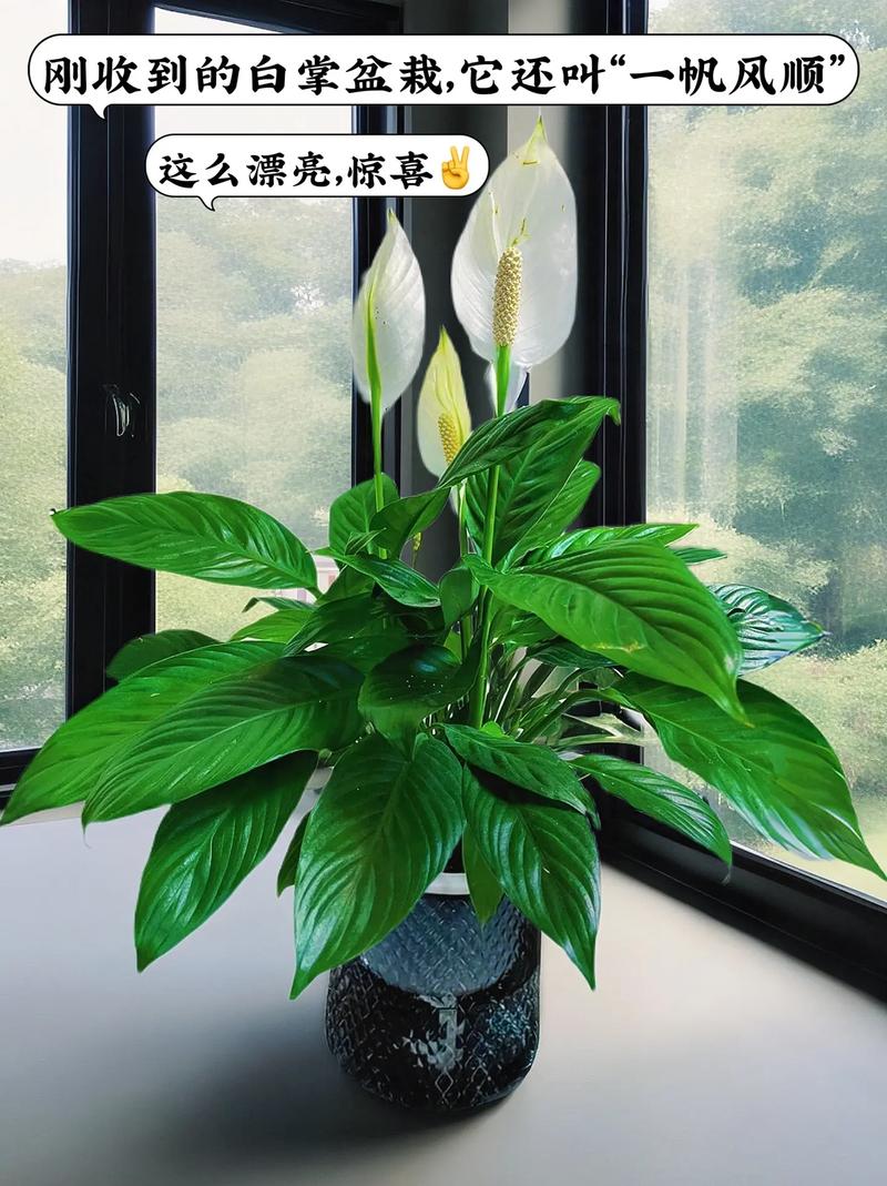 白鹅掌花的水养常识 - 白掌鹅花开败后怎么修剪-第6张图片-牛逼常识网 白鹅掌花的水养常识 - 白掌鹅花开败后怎么修剪-第6张图片-牛逼常识网
