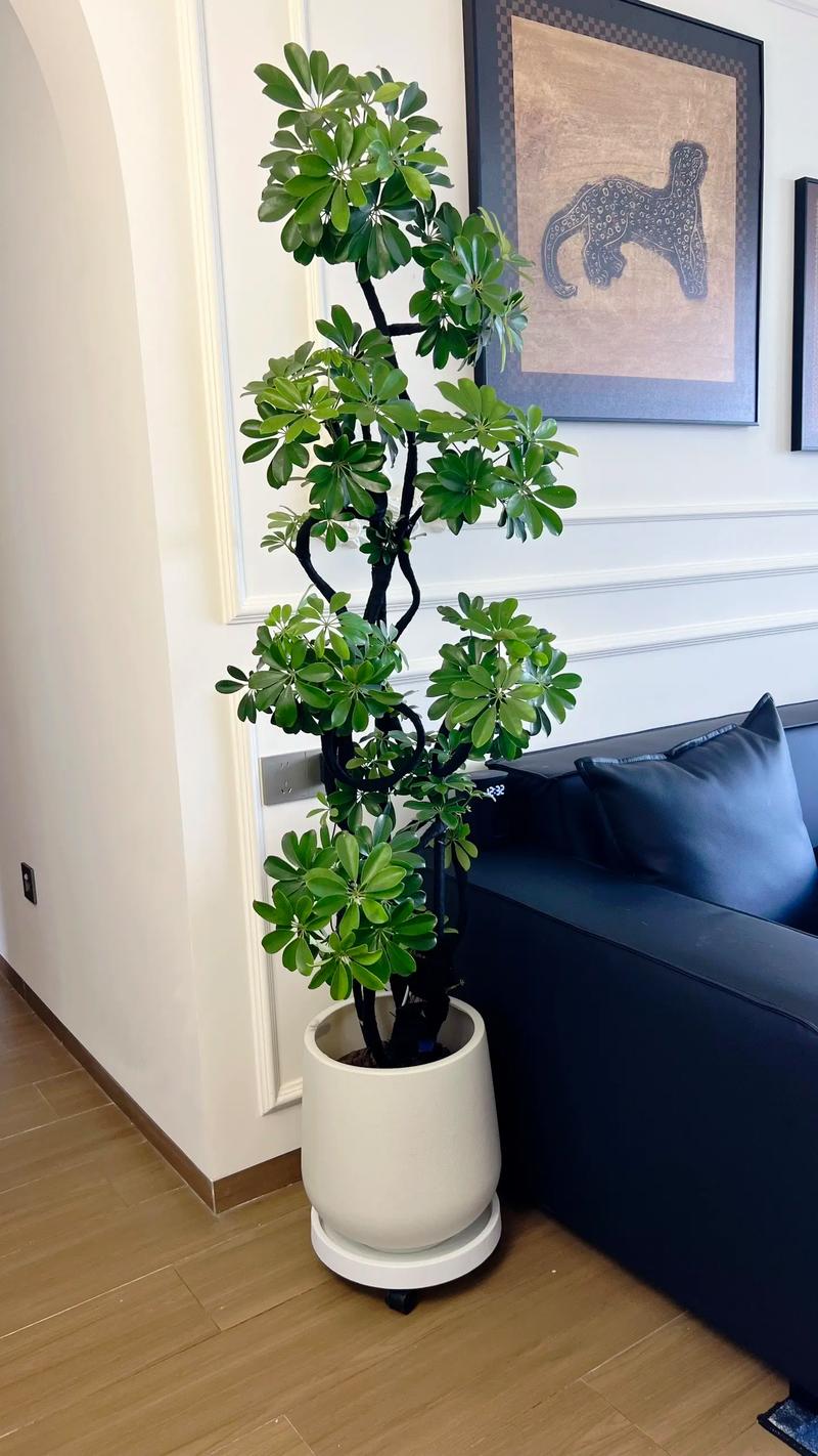 白鹅掌花的水养常识 - 白掌鹅花开败后怎么修剪-第8张图片-牛逼常识网 白鹅掌花的水养常识 - 白掌鹅花开败后怎么修剪-第8张图片-牛逼常识网
