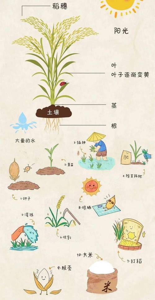 农村播种常识,农村播种玉米图片-第2张图片-牛逼常识网 农村播种常识,农村播种玉米图片-第2张图片-牛逼常识网